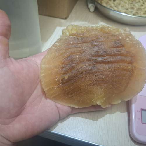 野生鰵魚膠