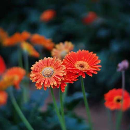 俄羅斯南瓜鏡頭 MC Zenitar 50mm f2 PK mount (其他相機可加接環)