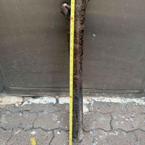 各位師兄，農歷新年已到，香港好多商場和銀行門口擺放好靚桃花，請唔好過元宵後，各...