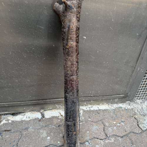 各位師兄，農曆新年到，香港好多商場及銀行門口，擺放好靚桃花，請唔好放過元宵後，...