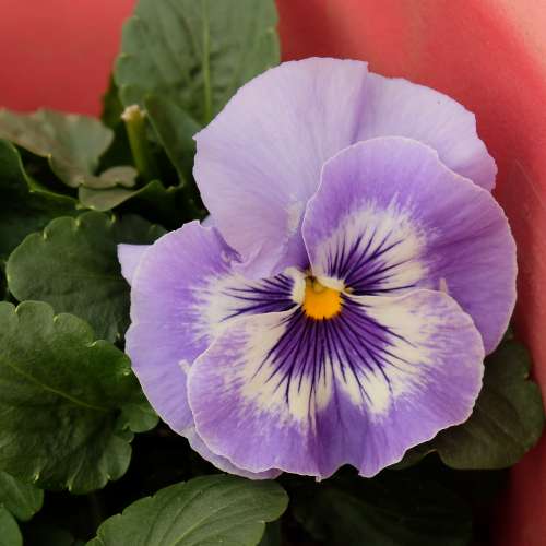 放七支副廠及有原廠NIKON AF或AFD及手動對焦變焦鏡全部共=$5500