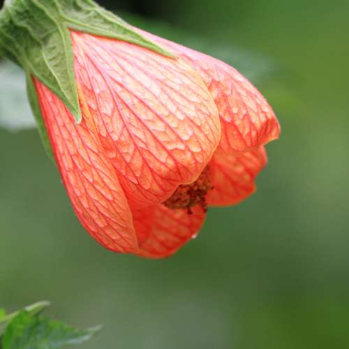 放兩支原廠NIKON AF微距及手動長鏡及三支副廠鏡=$5600