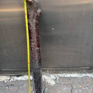 各位師兄，長110 CM x直徑10 CM