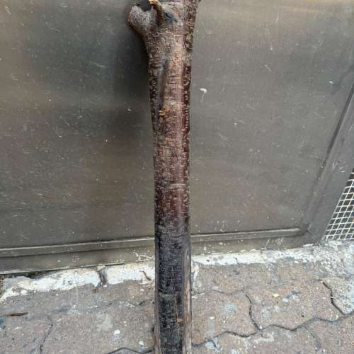 各位師兄，長110 CM x直徑10 CM