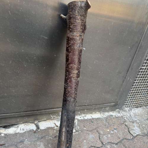 各位師兄，農曆新年到，香港好多商場及銀行門口，擺放好靚嘅桃花，請唔好放過元宵後...