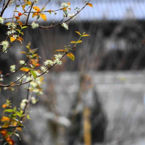 Berlin-Optic Astra 100mm f3.5