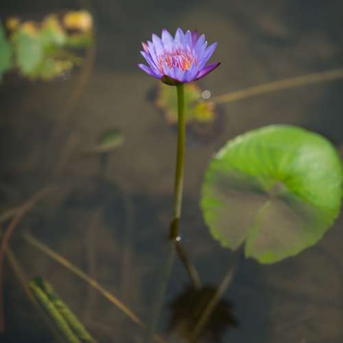 Nikkor AF-S 200-400/4G ED VR II