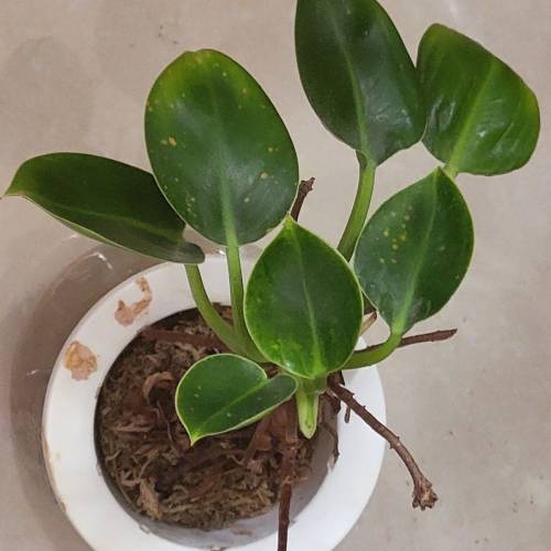 水種植物 ~ 碧玉