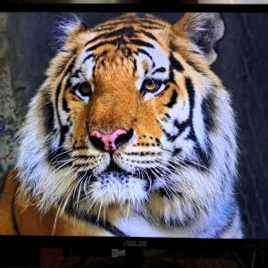 ASUS VN247HA 23.6&ldquo; 顯示器 Monitor 內置喇叭