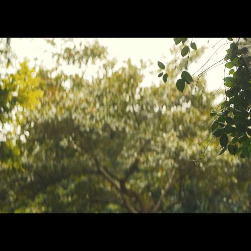 85MM T2.9 1.8X Anamorphic Lens (L mount)