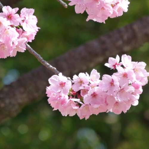 放逾90%新TOKINA 圖麗 AF 300mm全程f4大光圈快鏡(for nikon Aｉ及Ａｉｓ用)=$1300