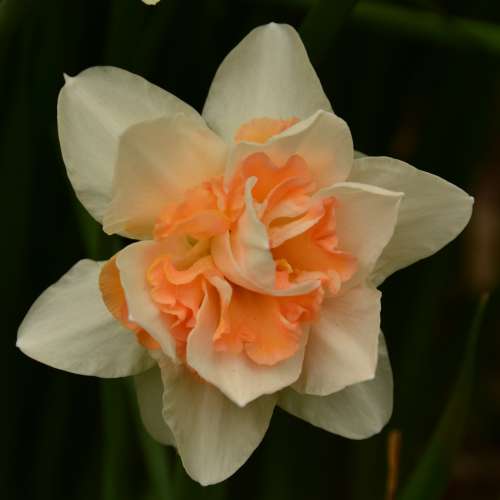 放逾90%新TOKINA 圖麗 AF 300mm全程f4大光圈快鏡(for nikon Aｉ及Ａｉｓ用)=$1300