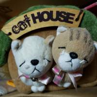 Cat&h