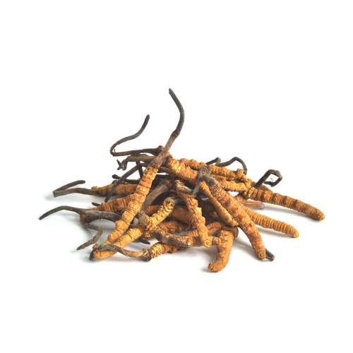 緣寶軒高價回收蟲草滋補補品 冬蟲夏草 高麗參 幹鮑魚 花膠 燕窩 老陳皮 海參 正宮莊...