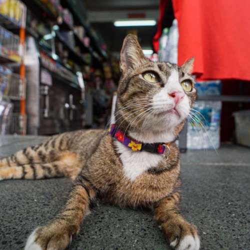 Atoll 17mm f2.8 超廣角鏡頭Leica M mount E mount