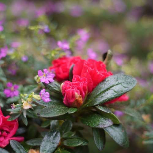 Olympus E. Zuiko 4.5cm f2.8