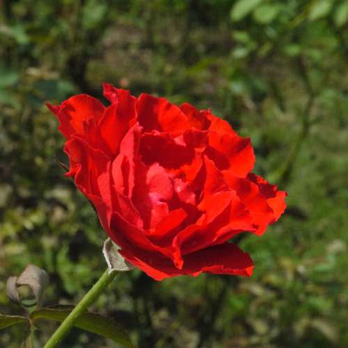 放威達一系SERIES ONE 的大光圈廣角變焦鏡SP 28-105mm2.8-4 AF 自對焦鏡一支=$500