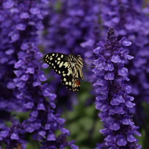 Tamron 180mm 3.5 macro lens (for canon)