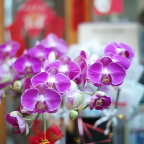 Kern Switar 50 1.8 AR ( M mount )