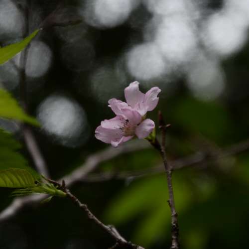 Boyer Paris Topaz 105mm f/4.5