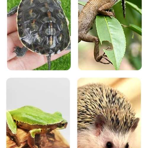 50W烏龜曬背燈 UVA+UVB 加熱三合一設計 可調校光暗/溫度及角度