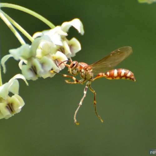 一支真正的天涯用的canon mount好鏡,騰龍CANON用的 B016 16-300mm3.5-6.3鏡全套=$1300