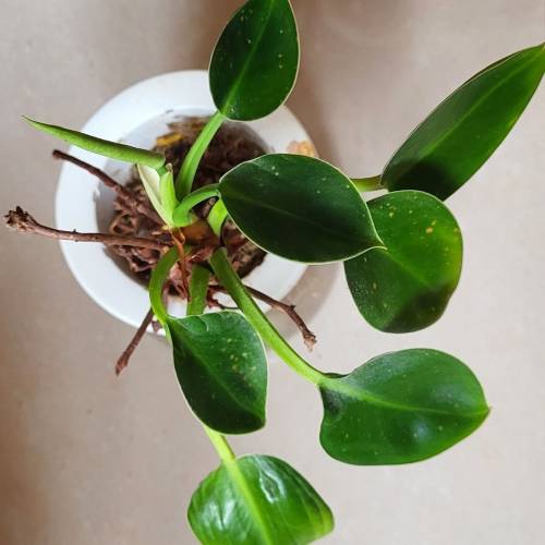 水種植物 ~ 碧玉