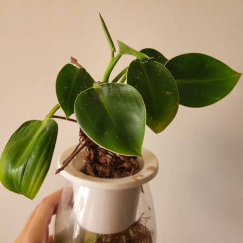 水種植物 ~ 碧玉