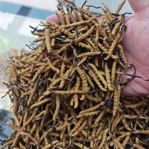香港蟲草回收公司 高價回收花膠燕窩蟲草鮑魚海參