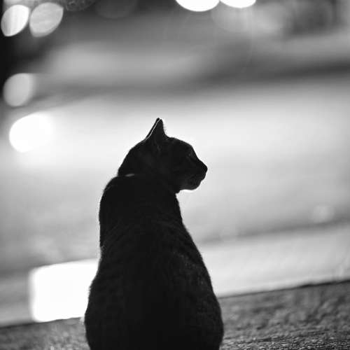 Nikon 小黑四 AF-S 80-200 / 2.8