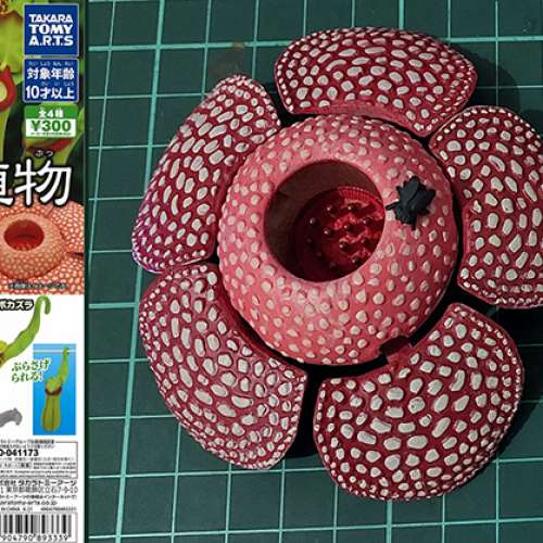 食蟲植物擺設 #扭蛋