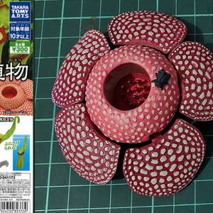 食蟲植物擺設 #扭蛋