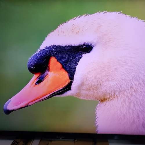 SONY  Bravia KD-55X9000A  Triluminos display  4K  連遙控 日本制造一代機王。