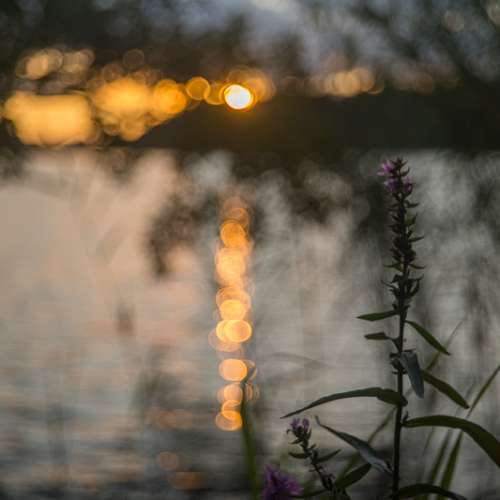 Trioplan 50mm F2.9 EF mount
