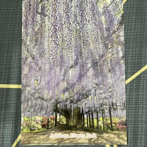 100% 全新日本栃木縣足利花卉公園 Ashikaga Flower Park plastic folder 1 個