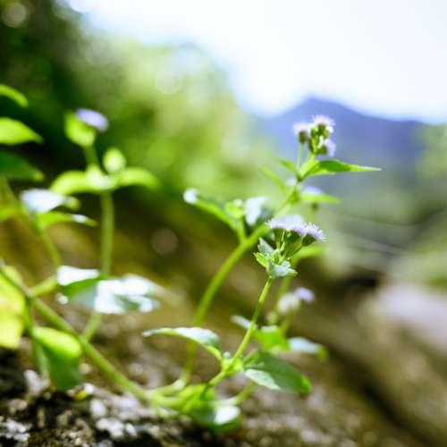Nikon Z 28mm F2.8