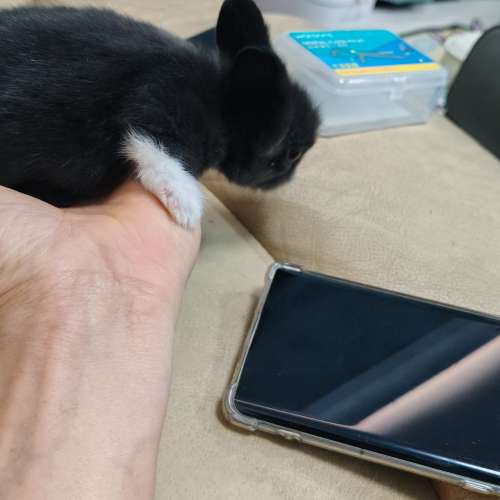 兔BB 父母是獅子兔，旺角買