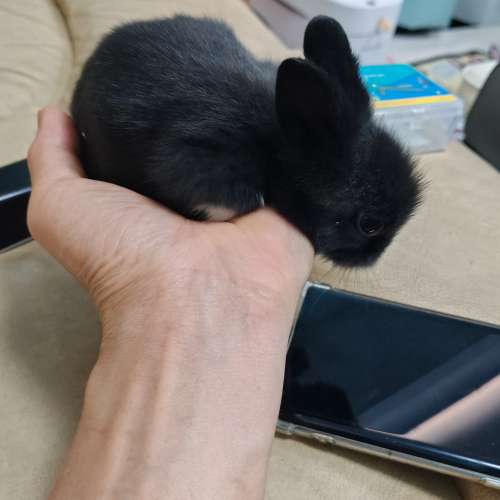 兔BB 父母是獅子兔，旺角買