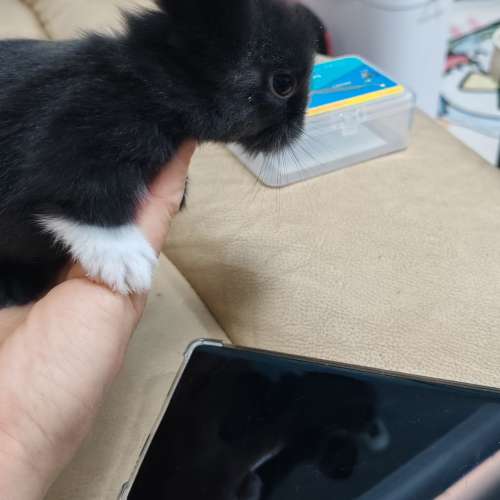 兔BB 父母是獅子兔，旺角買