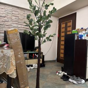 假草，一比一燈