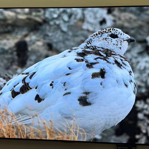 65'' LG OLED evo C2