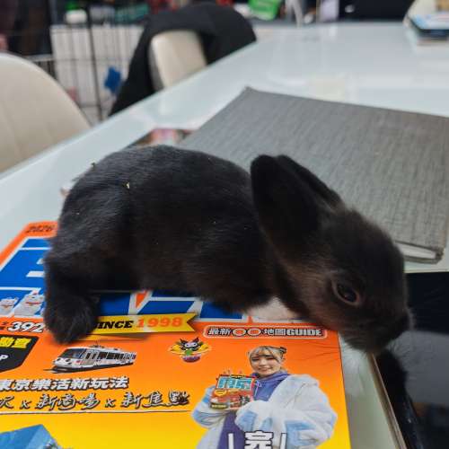 兔BB 15日大
