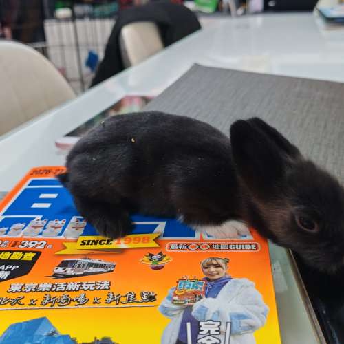 兔BB 15日大