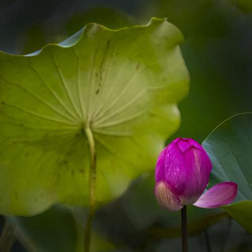 Kenko   Japan     400mm f 1 : 8.0   折反鏡(波波鏡)