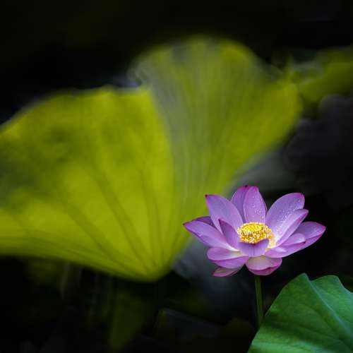 SAMYANG  300mm f 6.3 折反鏡