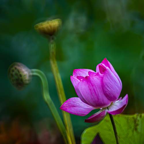 SAMYANG    300mm  f 6.3  折反鏡(波波鏡)