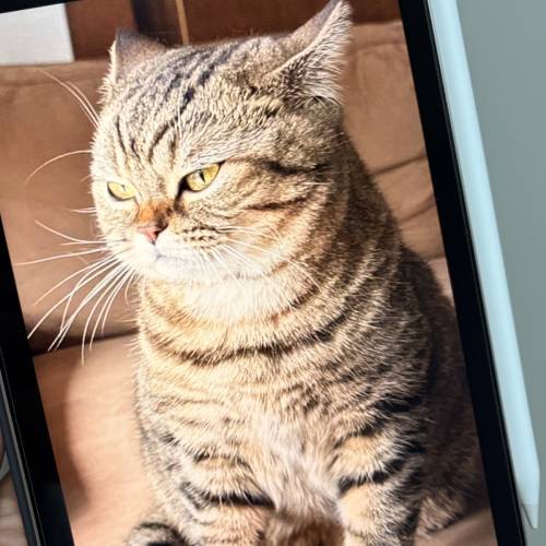 Apple iPAD mini  A17 (A17Pro) 星光色 256GB wifi 版