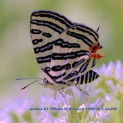 SMC Pentax-A Macro 100mm f/2.8 全金屬鏡身.對焦行程長且阻尼感細膩.極度適合精確...