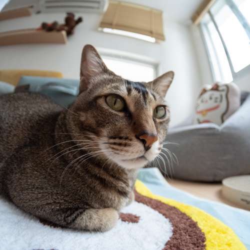 七工匠7.5mm F2. 8 富士魚眼鏡 FISHEYE 富士X-mount