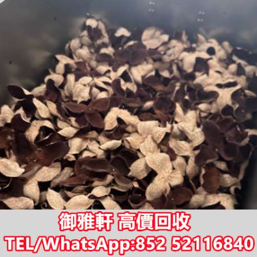 高價上門回收：花膠 靚花膠 陳皮新會東甲 鳘魚膠 赤嘴花膠 陳年花膠 各種花膠 蜘蛛...